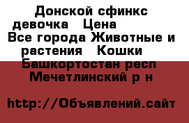 Донской сфинкс девочка › Цена ­ 15 000 - Все города Животные и растения » Кошки   . Башкортостан респ.,Мечетлинский р-н